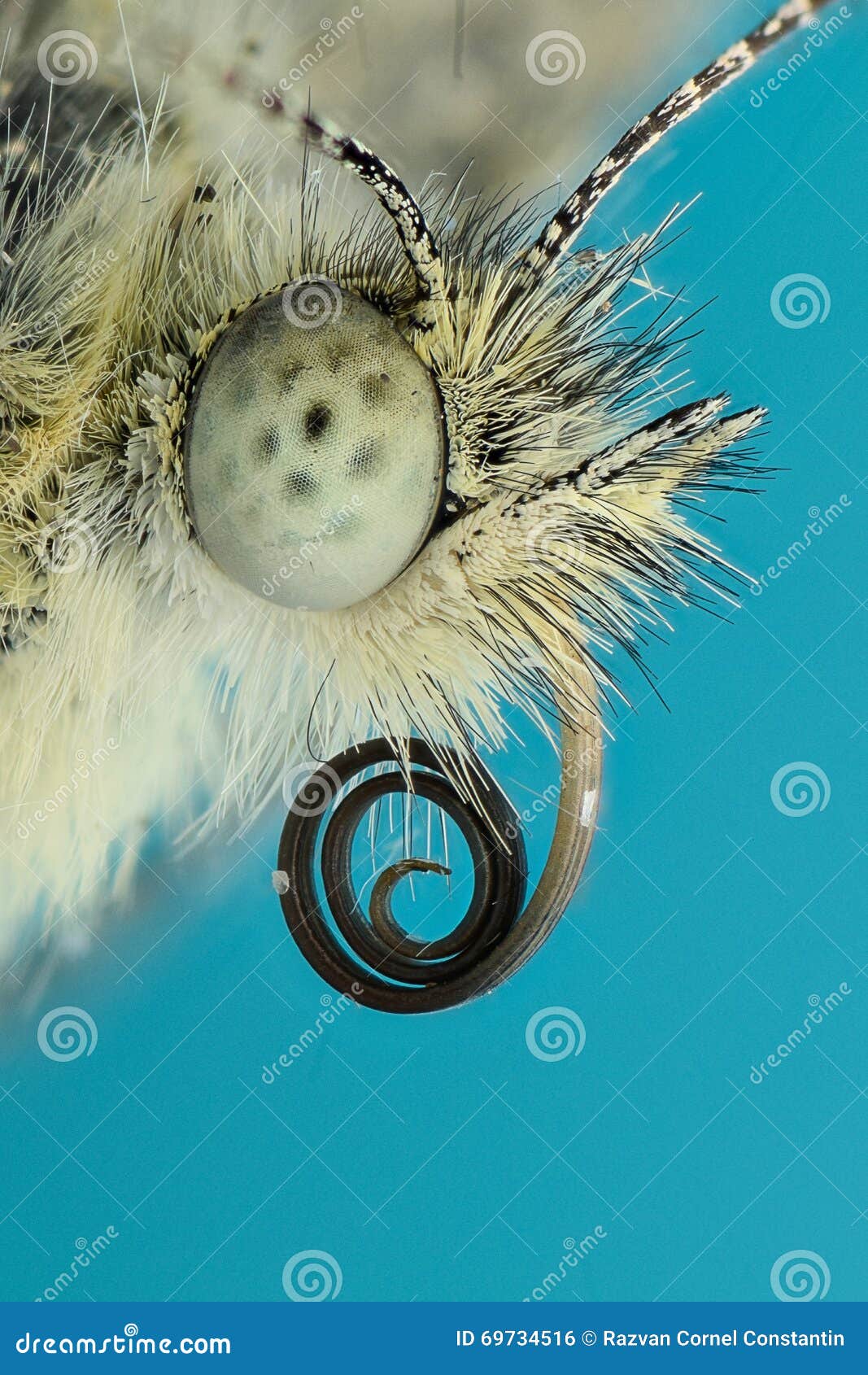 Extreme Magnification Butterfly Head Stock Photo Image of hairy