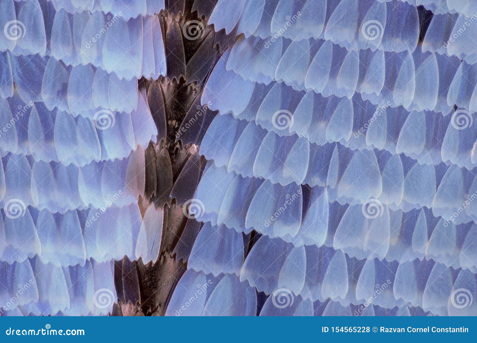 butterfly under microscope