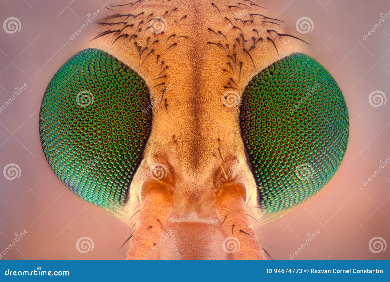 Fly eye magnification hi-res stock photography and images - Alamy
