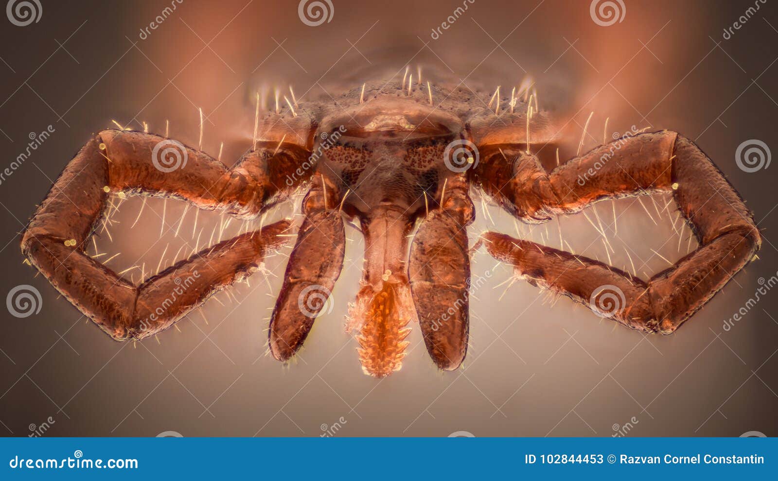Extreme Magnification Tick at 10x Stock Image Image of macro