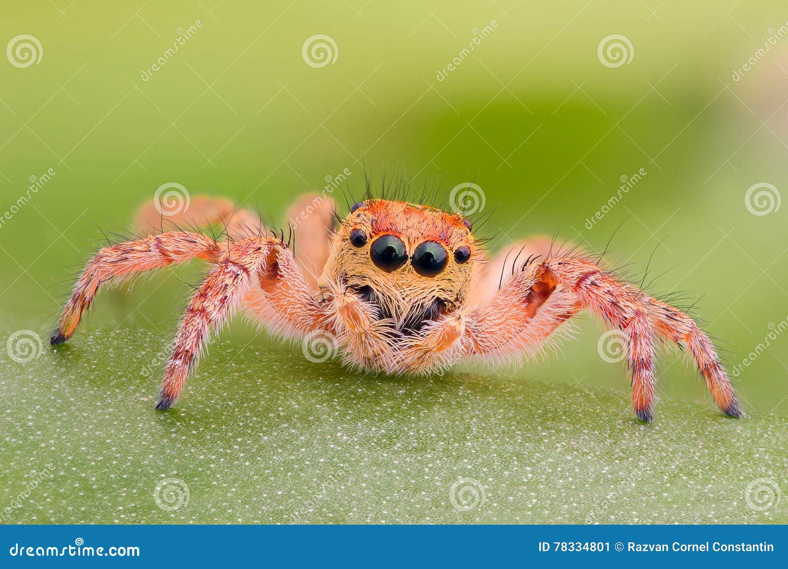 Extreme Magnification Yellow Jumping Spider on a Leaf Stock Image