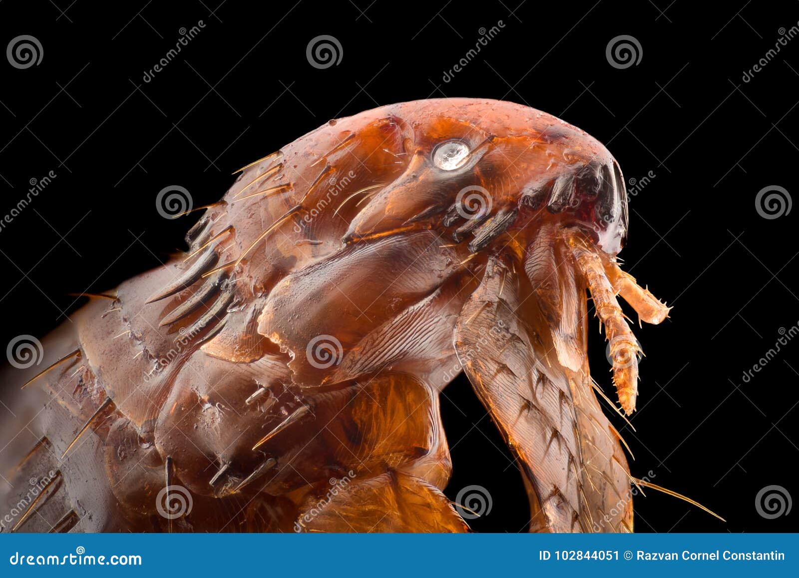 Extreme Vergroting - Vlo Stock Afbeelding Image of insect: 102844051