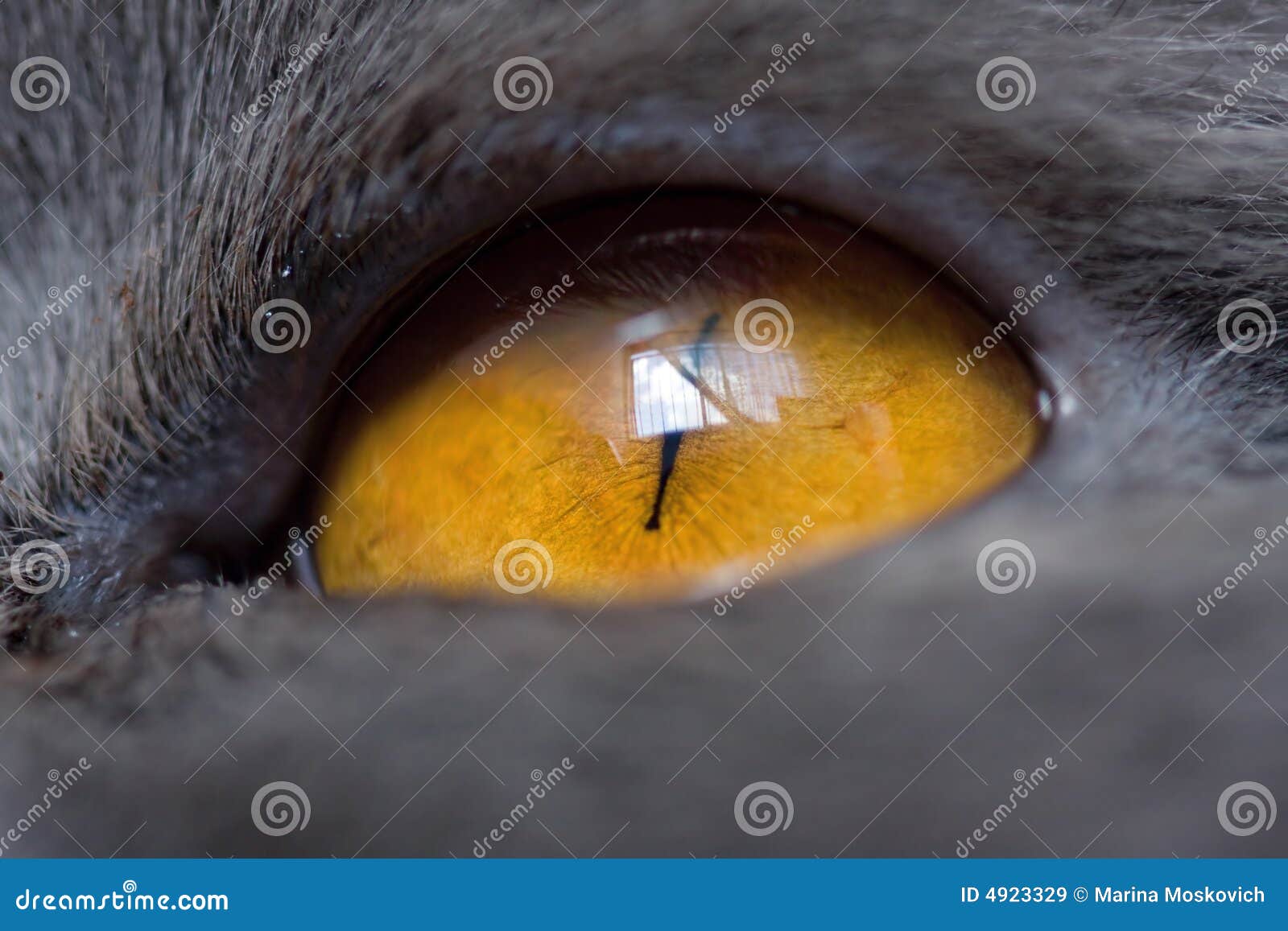 extremely close-up of cat eye