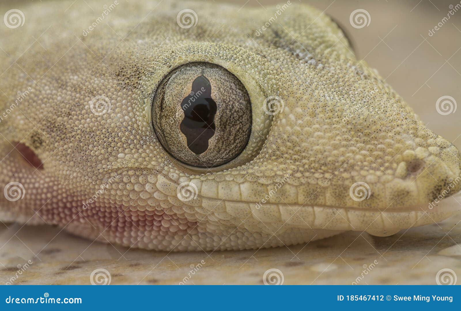 Close Up Shot of the Common House Lizard Stock Photo Image of color