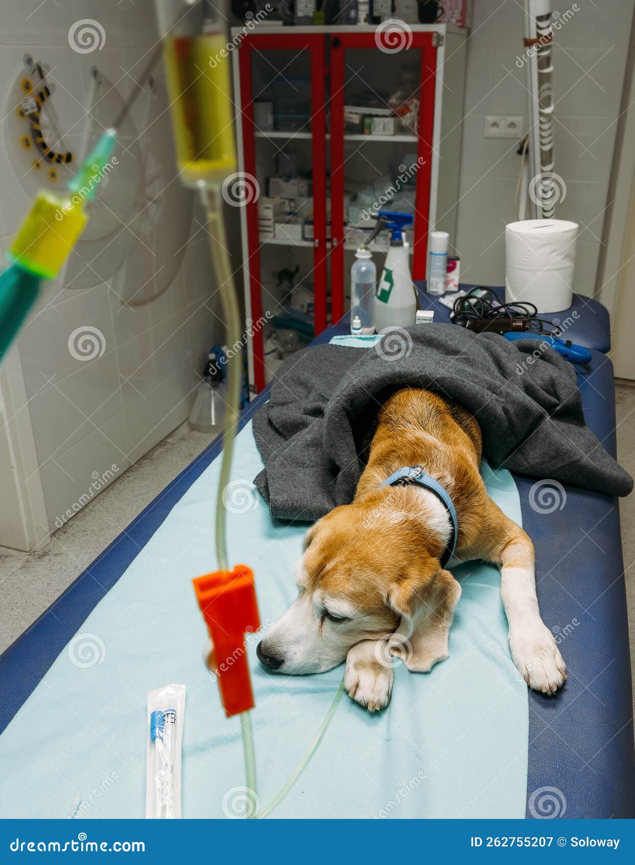Extremely Sad Beagle Dog Getting Intravenous Therapy in a Veterinary