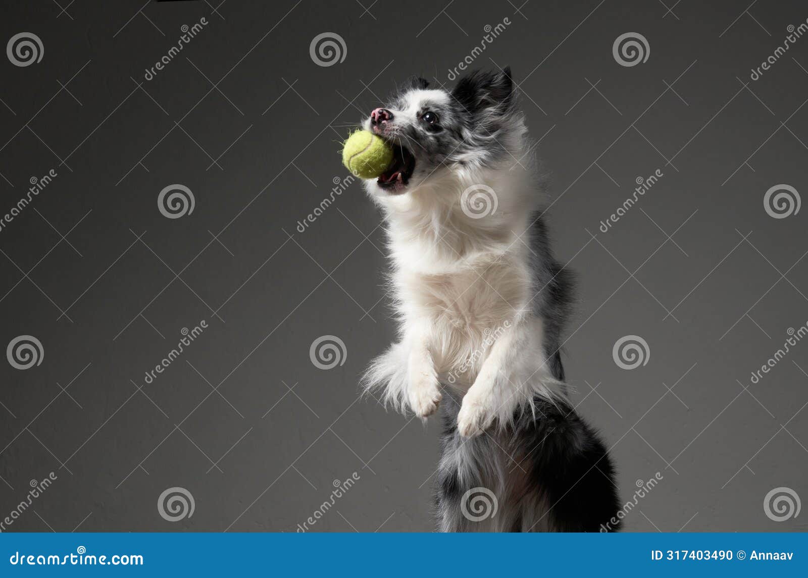 an exuberant border collie catches a tennis ball mid-air, grey background