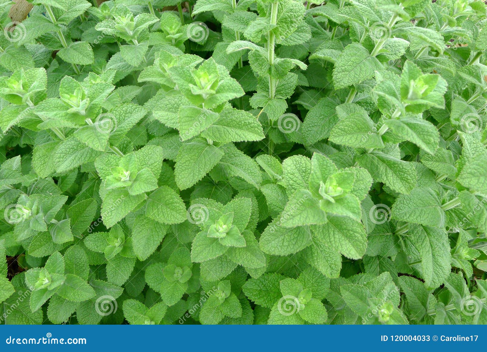Exuberant Home Grown Tall Mint Plants in Summer Stock Image Image of
