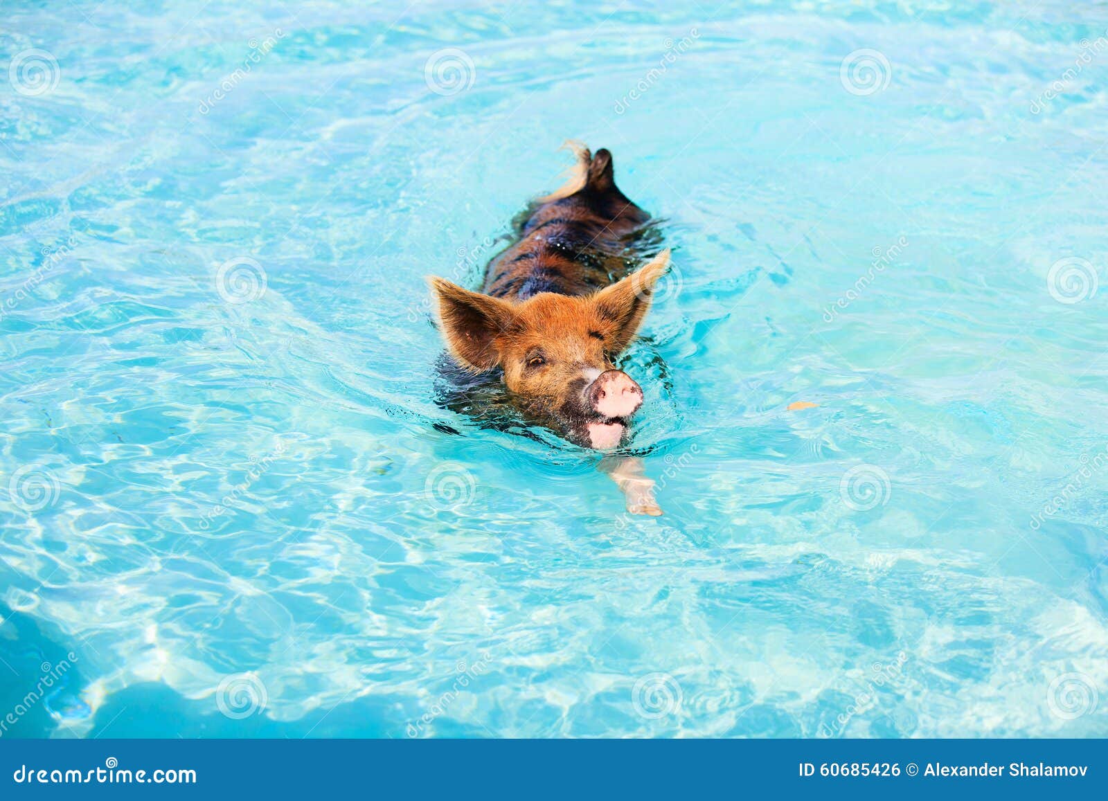 夏天蓝色的大海里游泳的宠物猪图片-千叶网