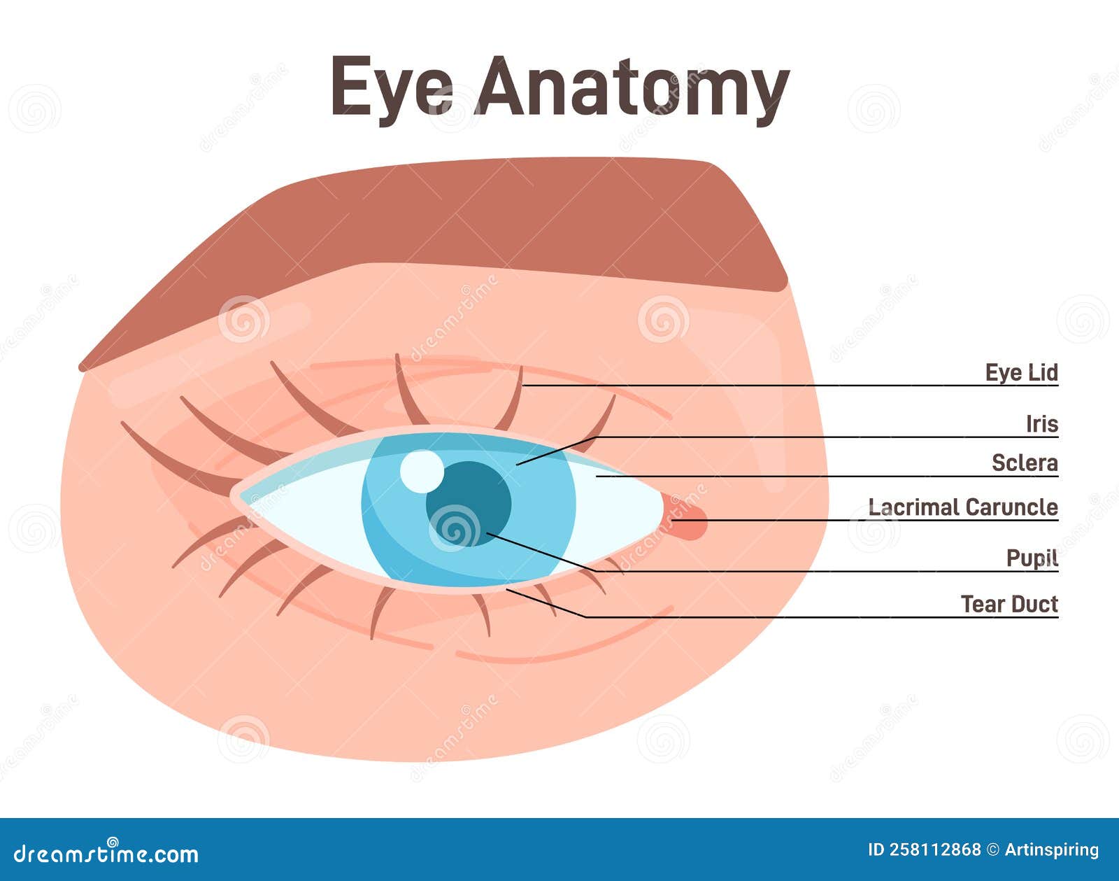Eye Anatomy External View. Human Vision Organ Anatomical Structure