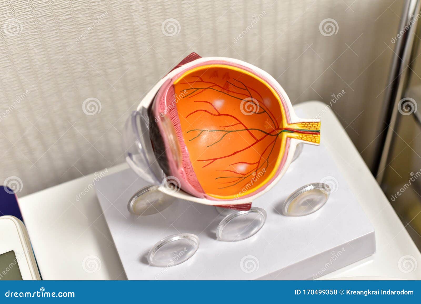 eye anatomy, human eye cross section physiology, model of cornea and lens for ophthalmologist.