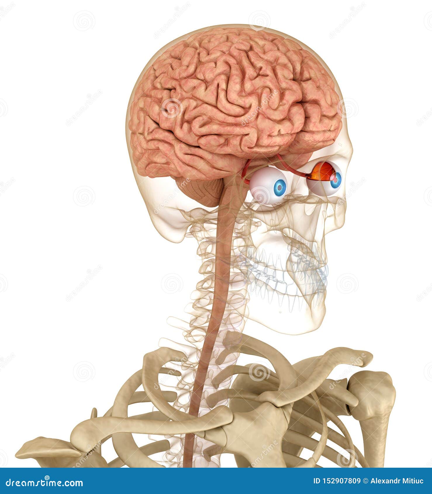 Eye Anatomy and Skeleton Isolated on White Stock Illustration ...