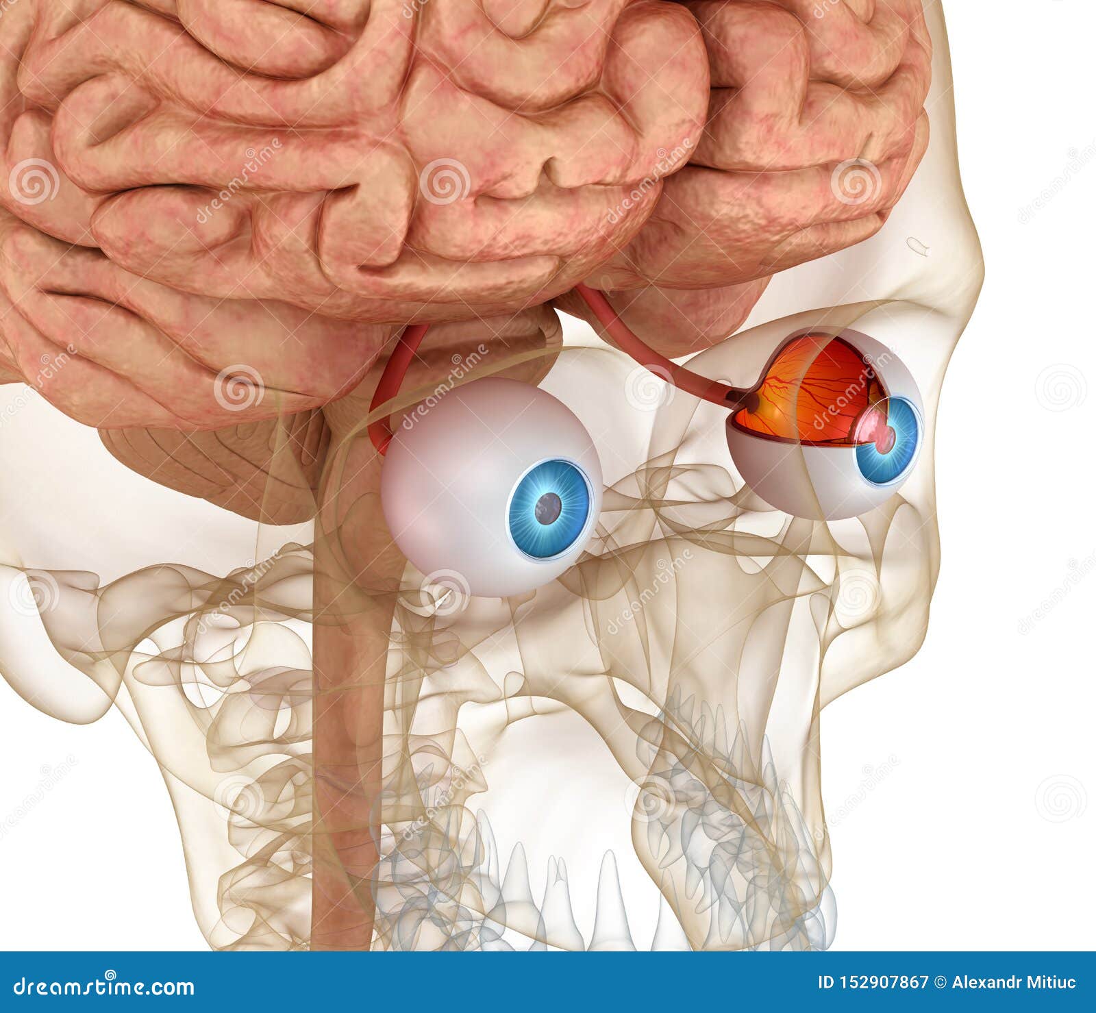 Eye Anatomy and Skeleton Isolated on White Stock Illustration ...