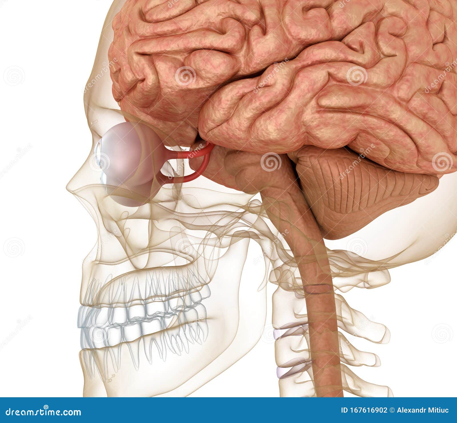 Eye Anatomy and Skeleton Isolated on White. Render Stock Illustration - Illustration of cornea ...