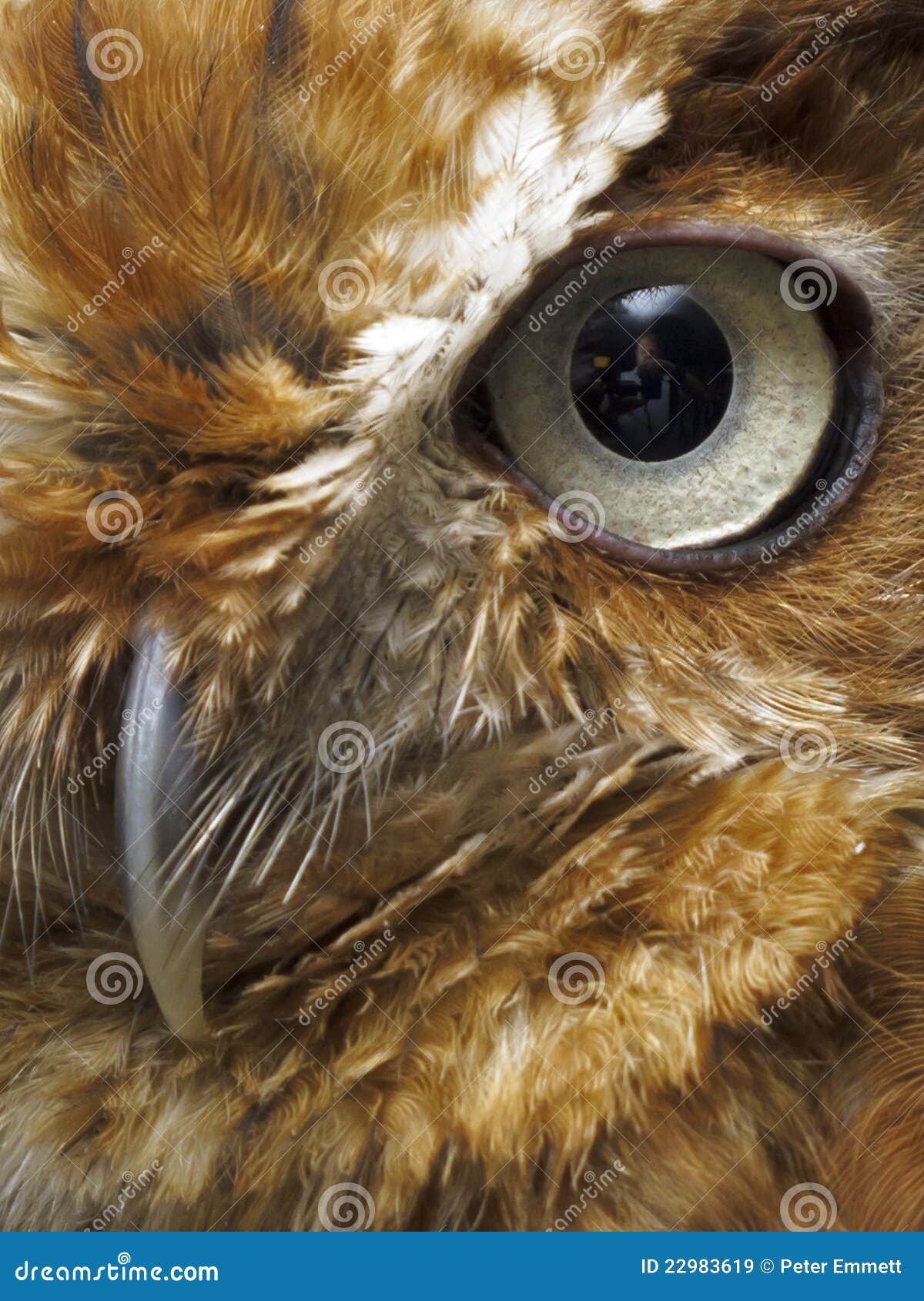 eye and beak of brown owl