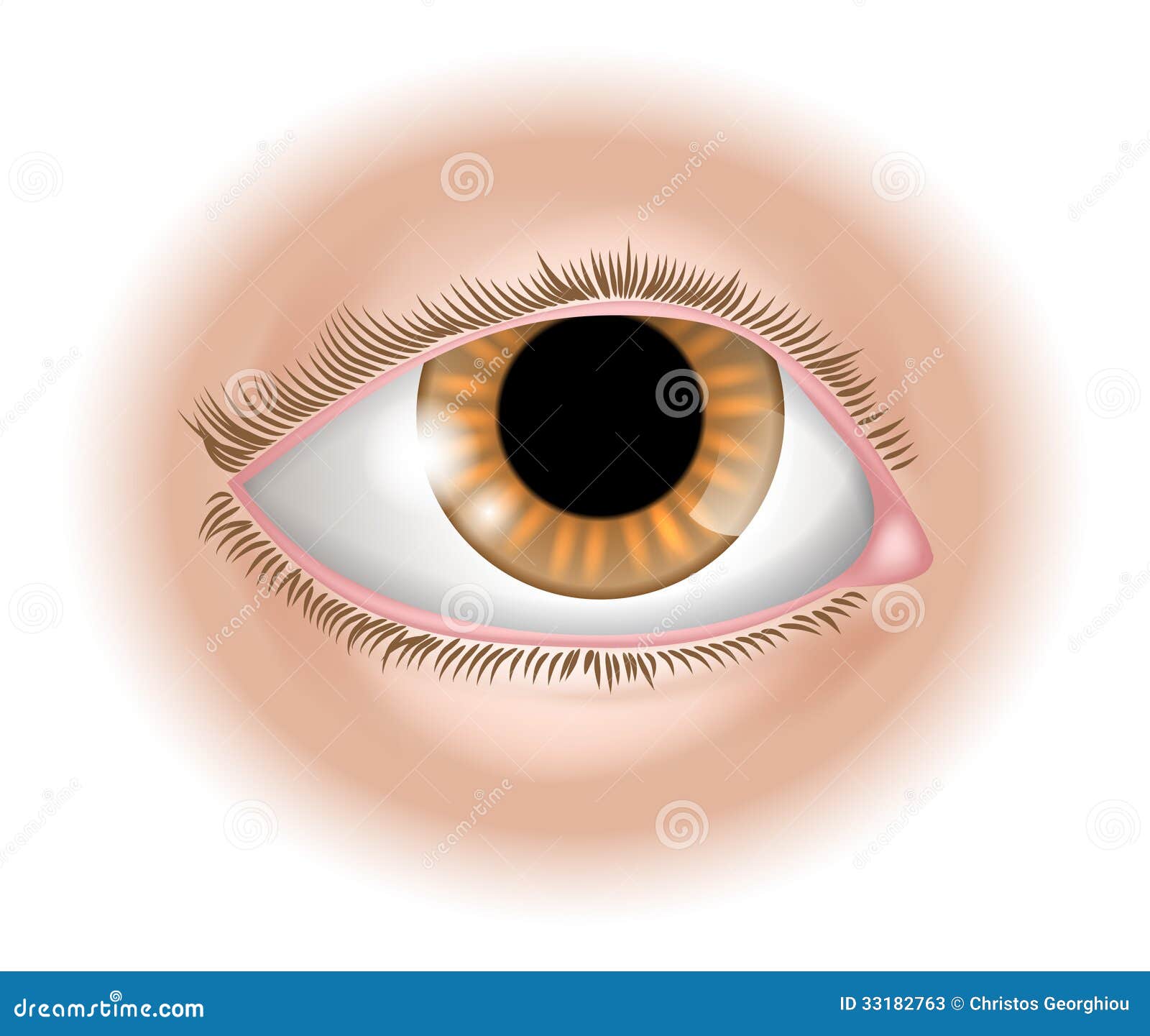 Eye Body Part Illustration Stock Photos - Image: 33182763