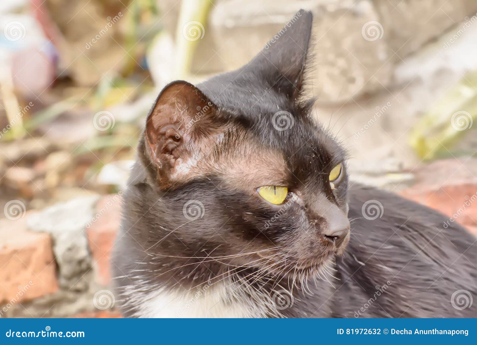 Eye boogers in cats stock photo. Image of close, health 81972632
