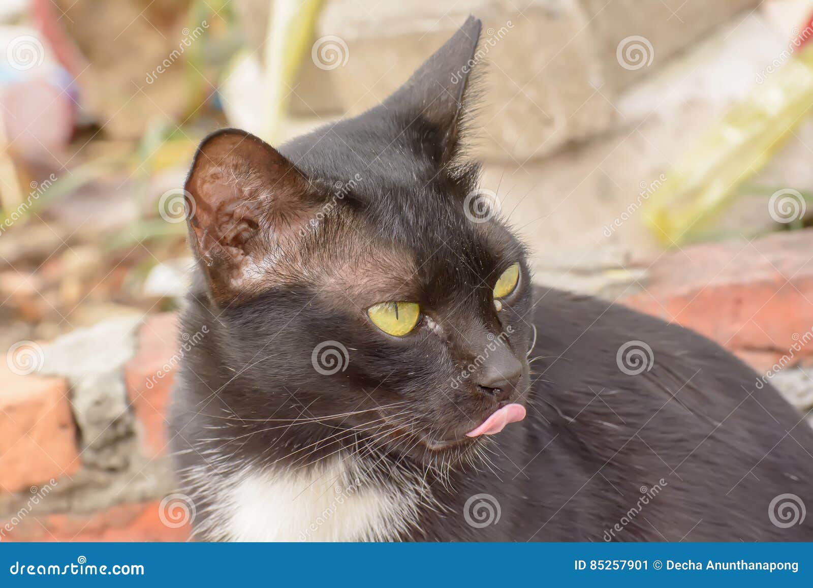 Eye boogers in cats stock image. Image of cats, funny 85257901