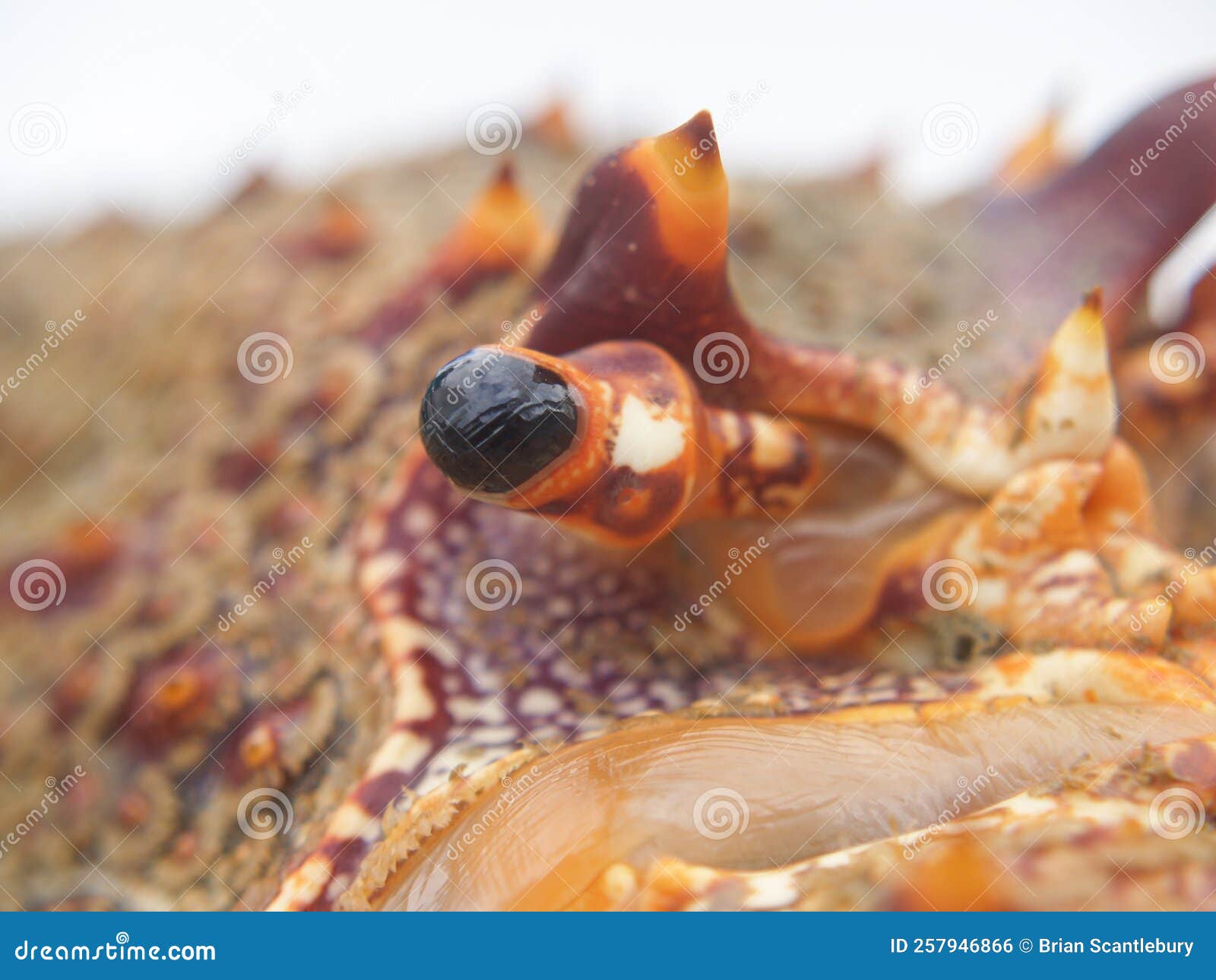 Eye Closeup in Macro on Spiny Rock Lobster Stock Photo Image of hard