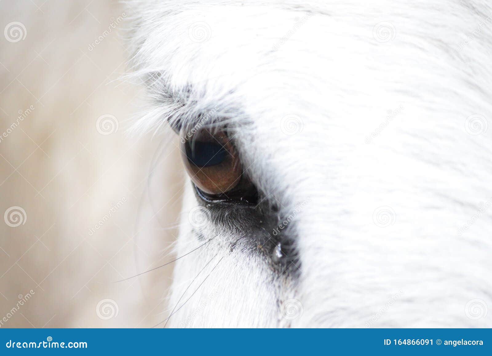 Eye Closeup of a White Horse Stock Image Image of beautiful, vision