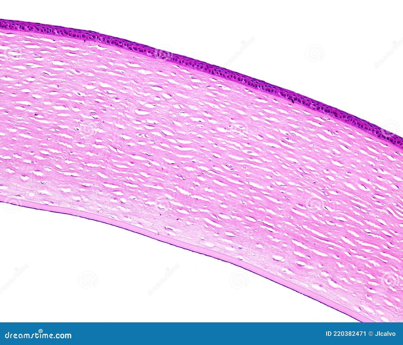 eye. cornea layers