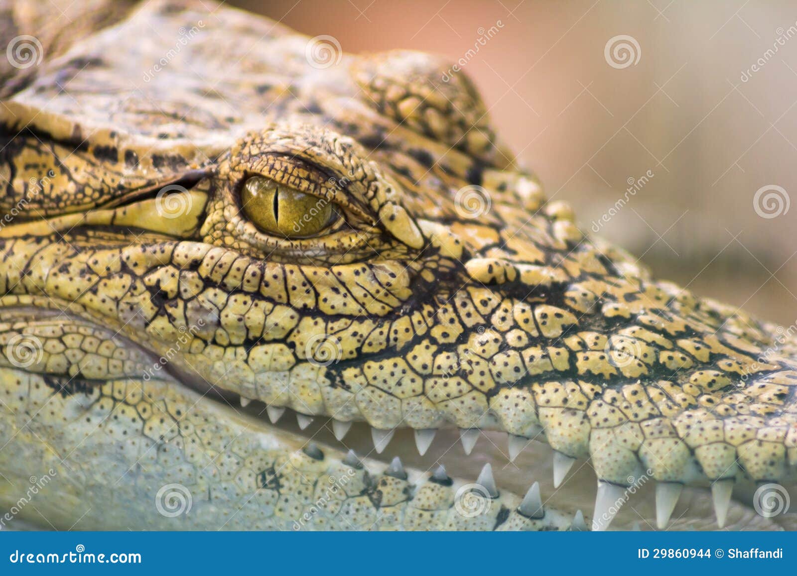 Bangkok Thailand-sep2018 Crocodile Brand Shirts Shop Stock Photo