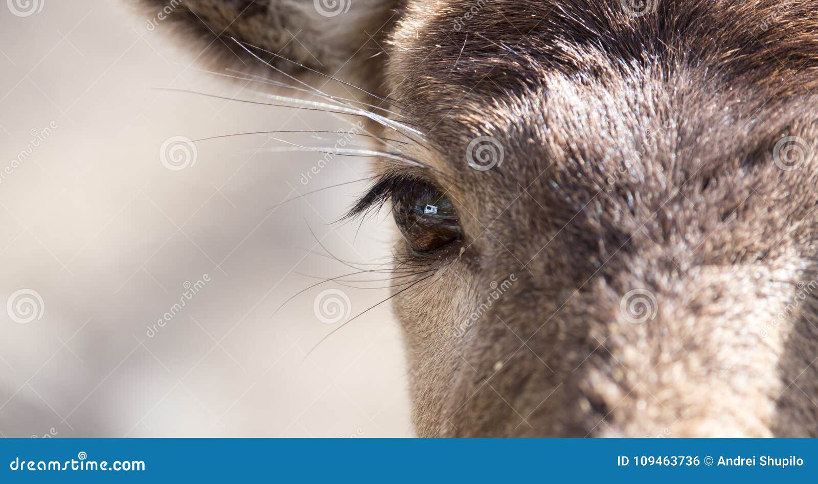 Eye Deer in Nature, Closeup Stock Photo Image of hind, closeup 109463736