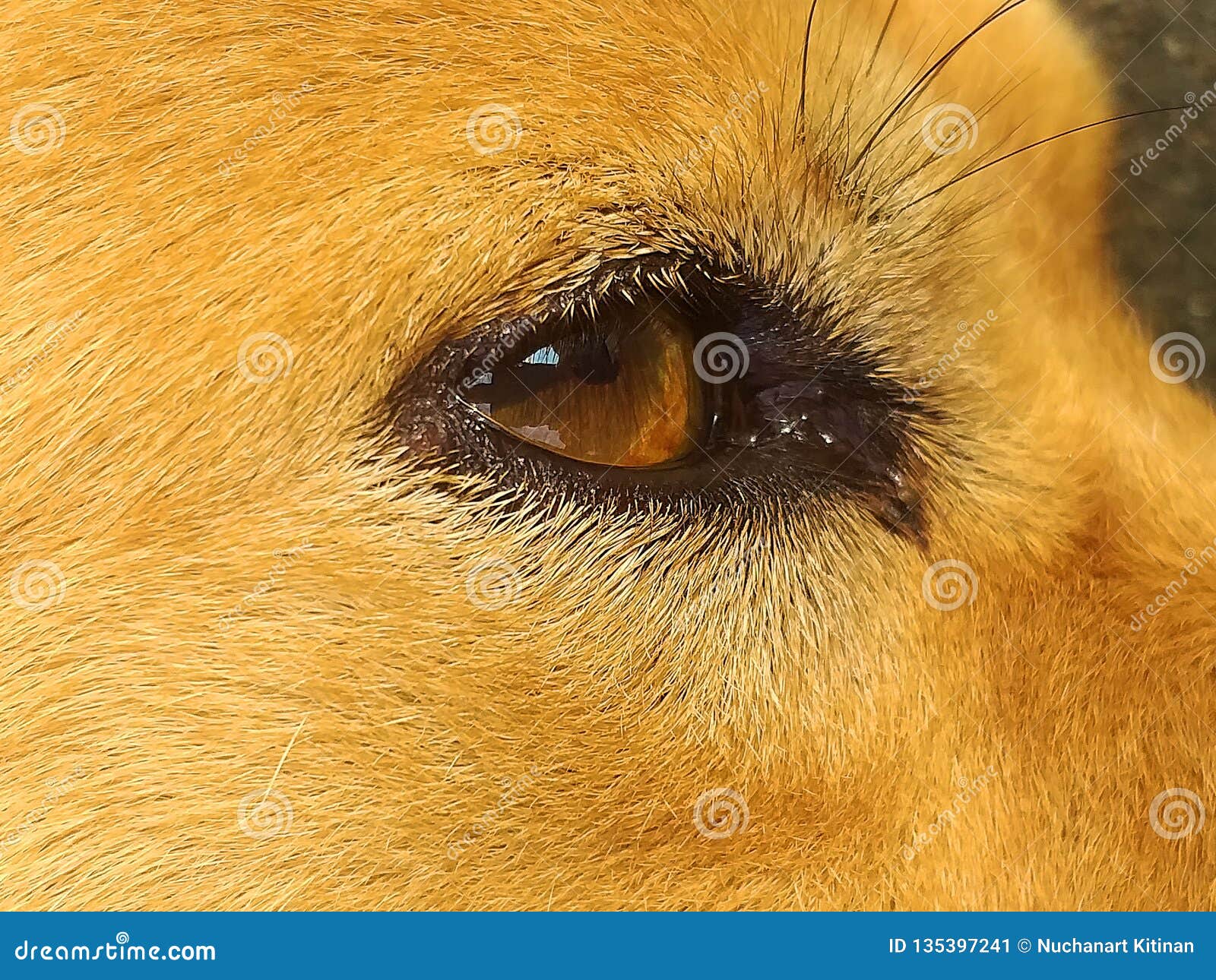 Eye dog. beautiful eye stock image. Image of body, beautiful 135397241