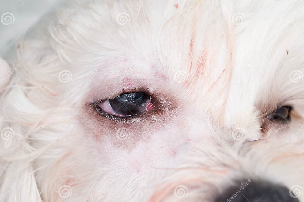 Eye of a Dog after Cherry Eye Surgery Stock Photo Image of background