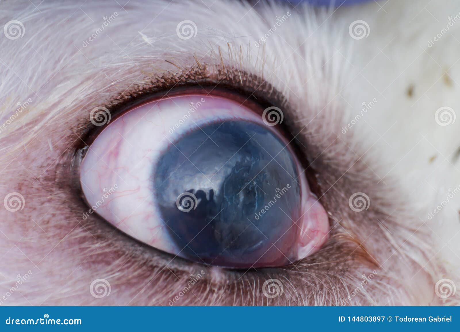 Eye of a Dog with Deep Corneal Ulcer Closeup Stock Image Image of