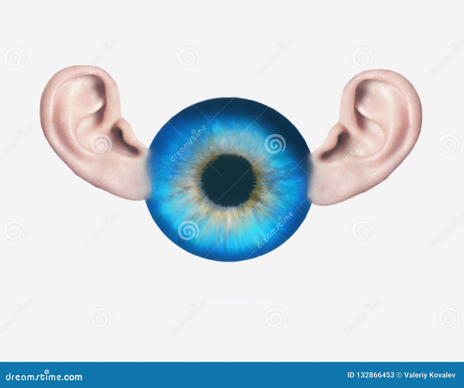 Anatomy Of The Eye And Ear Anatomy Reading Source