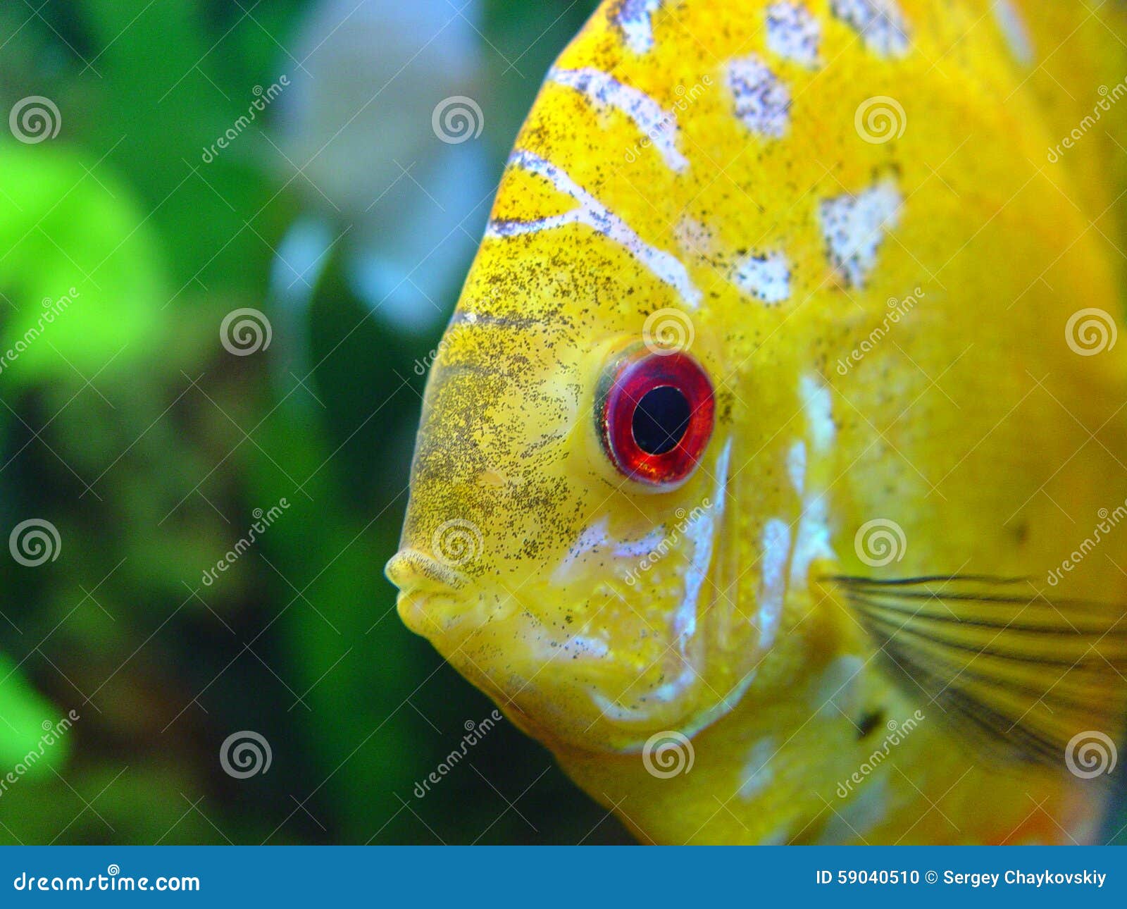 Eye of fish Diskus stock photo. Image of live, round 59040510