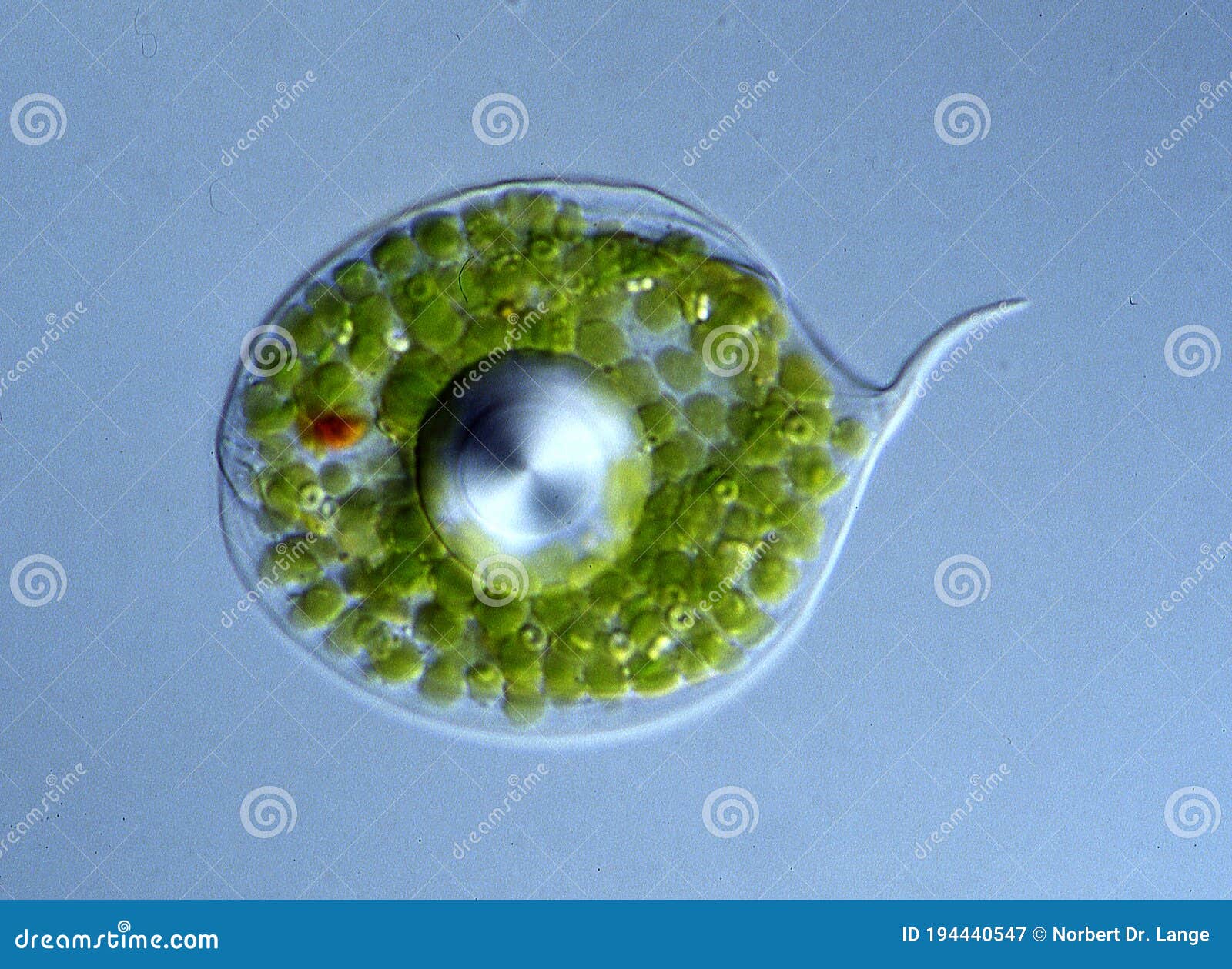 eye flagellate with green chloroplasts