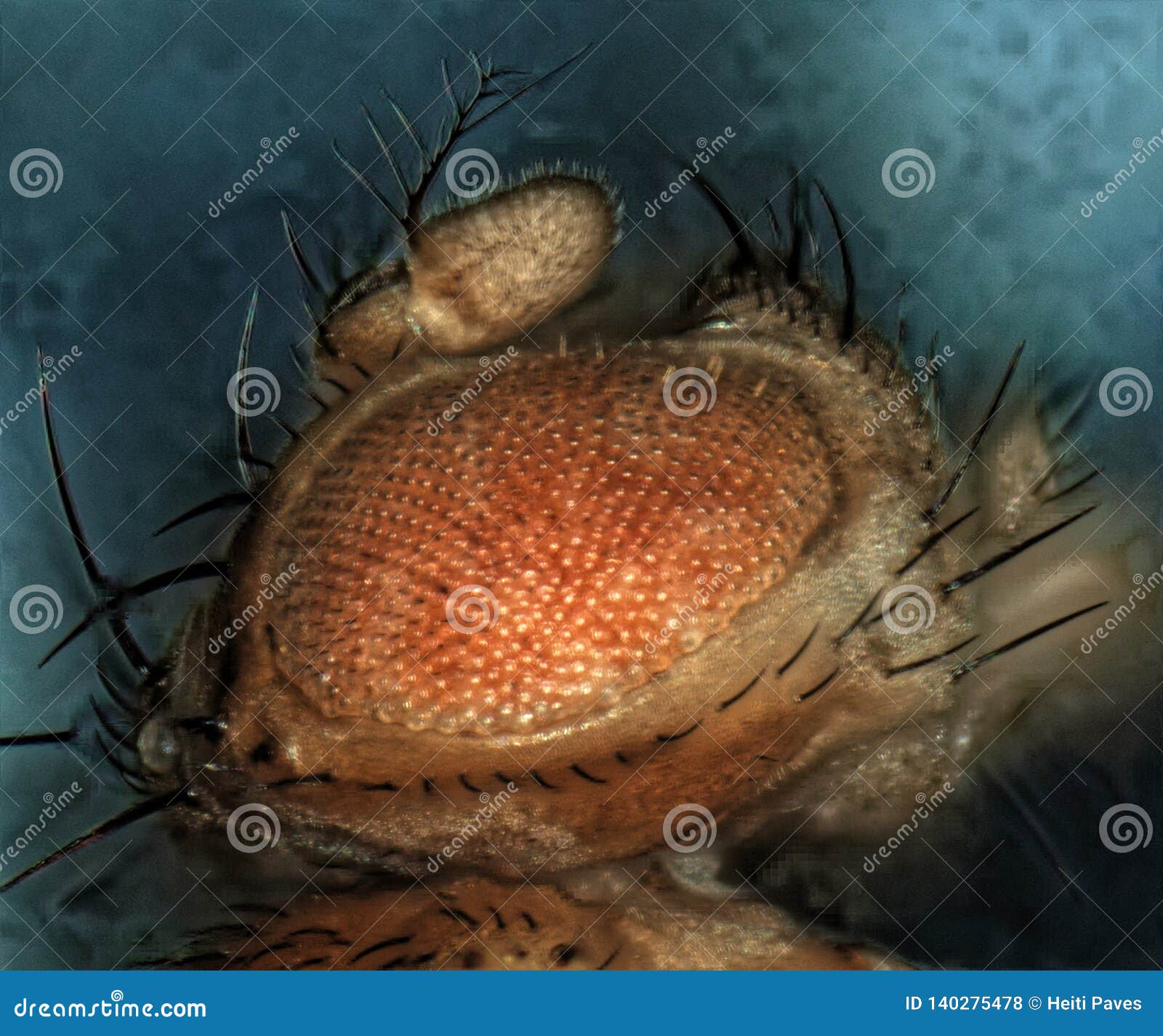 Eye of fruit fly stock photo. Image of microscopy, camera 140275478