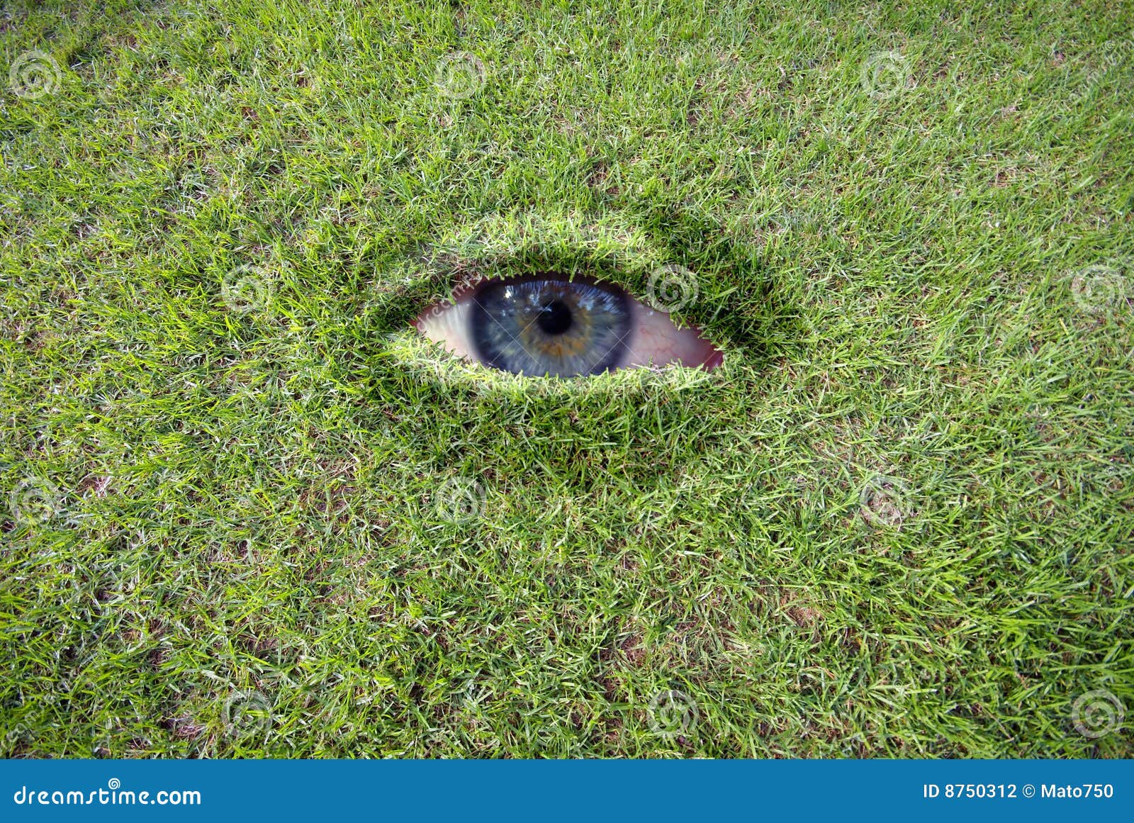 Eye in grass stock photo. Image of human, earth, blue 8750312