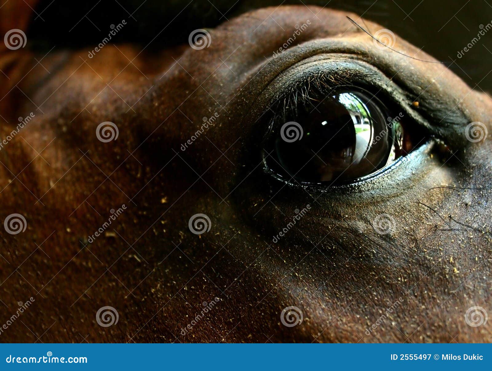 The eye of the horse stock image. Image of reflection 2555497