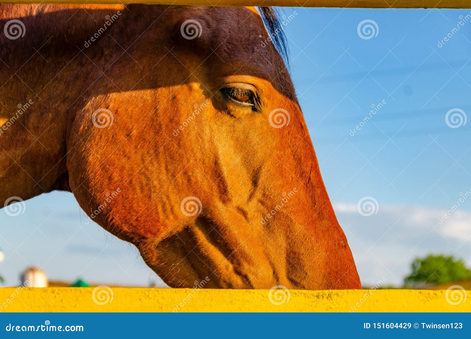 Eye of Horse Red Color Close Up Stock Image Image of finn, motion