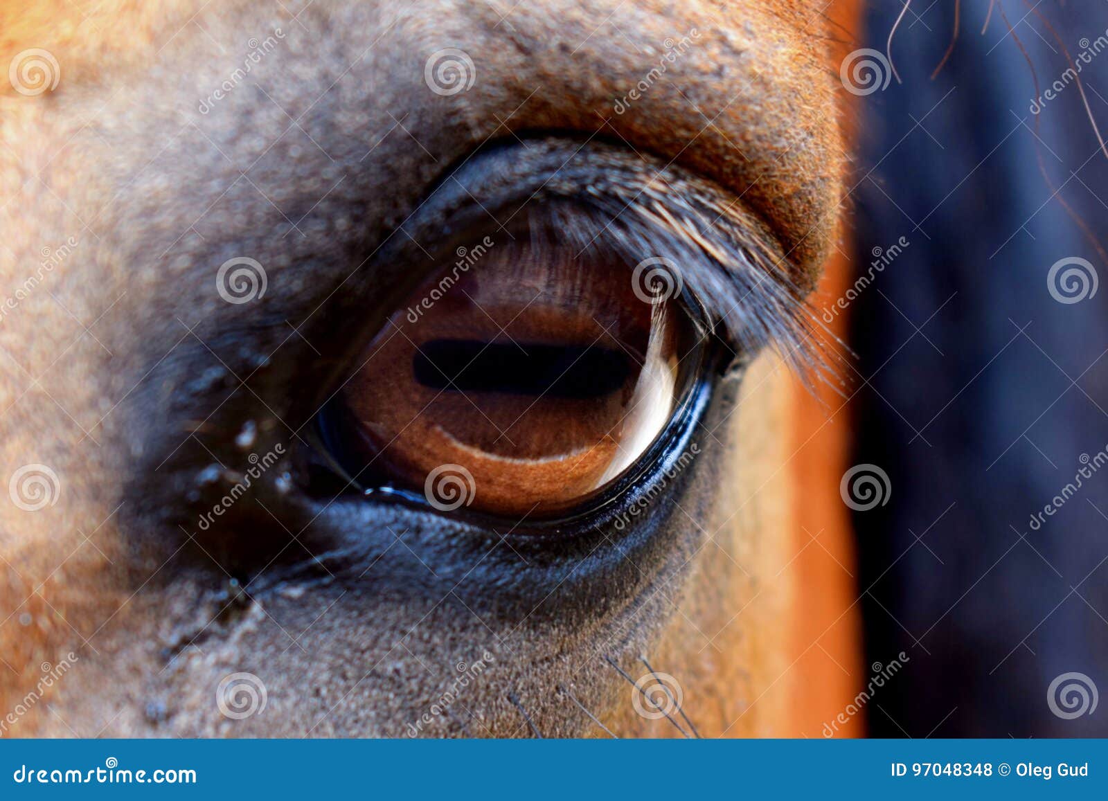 Eye of Horse stock photo. Image of firefighters, champion 97048348