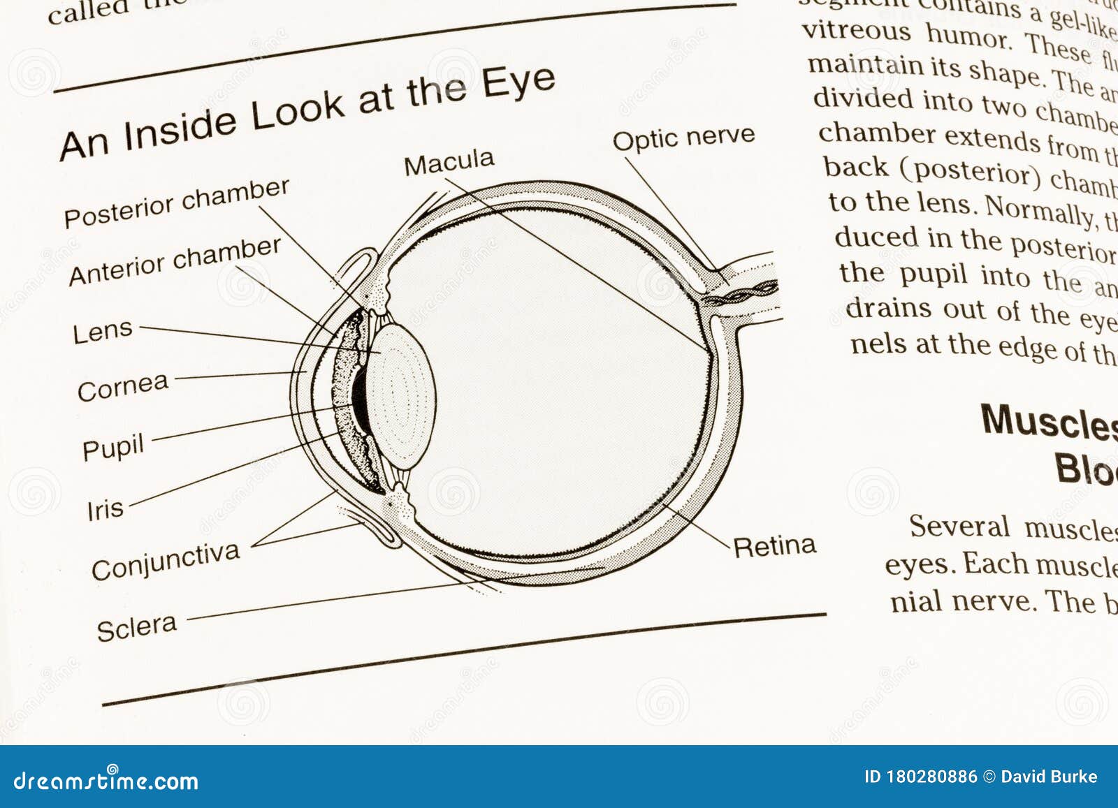 eye human anatomy pupil cornea macula optic nerve view