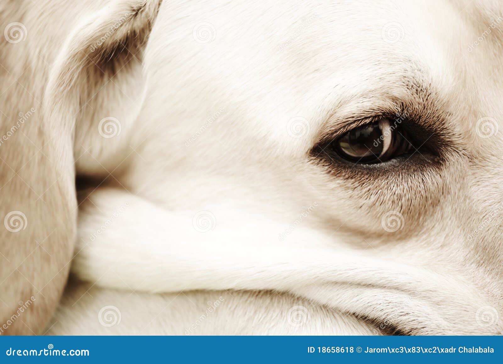 Eye of labrador stock photo. Image of retriever, cute 18658618