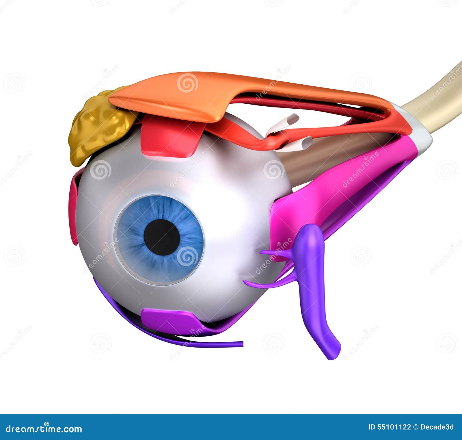 Eye Muscles Human Anatomy Cross Section Isolated on White Stock
