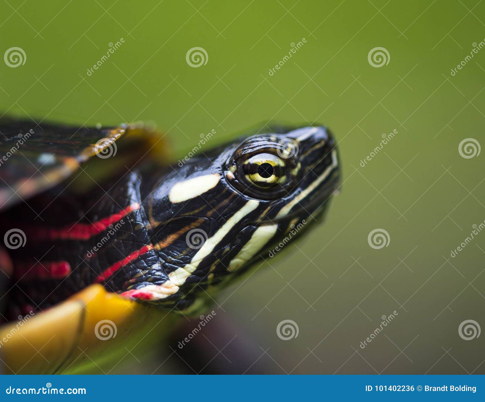 Eye of a Painted Turtle stock photo. Image of turtle 101402236