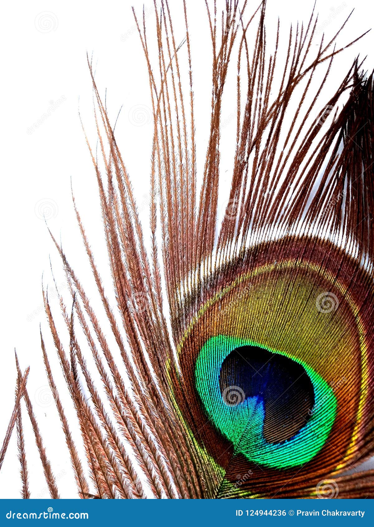 Eye of peacock - detail stock photo. Image of copy, elegance - 124944236