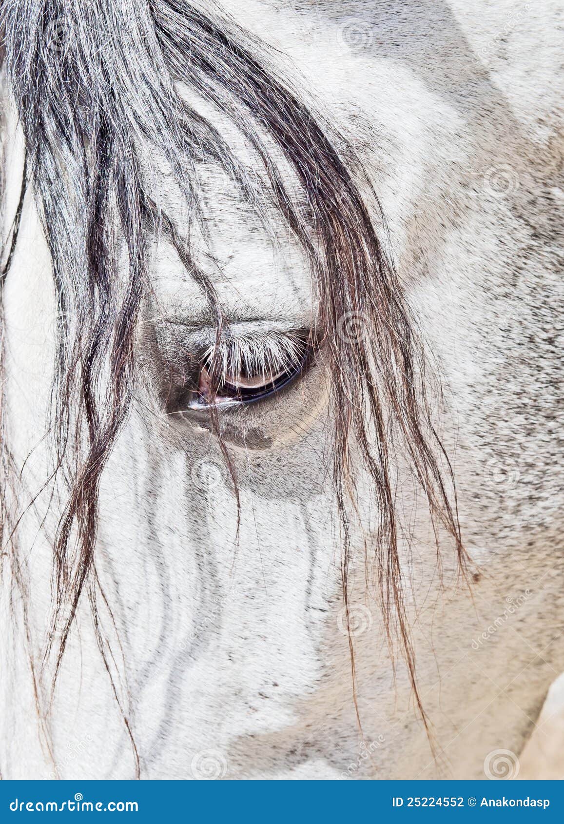 Eye of Purebred Andalusian White Horse Closeup Stock Photo Image of
