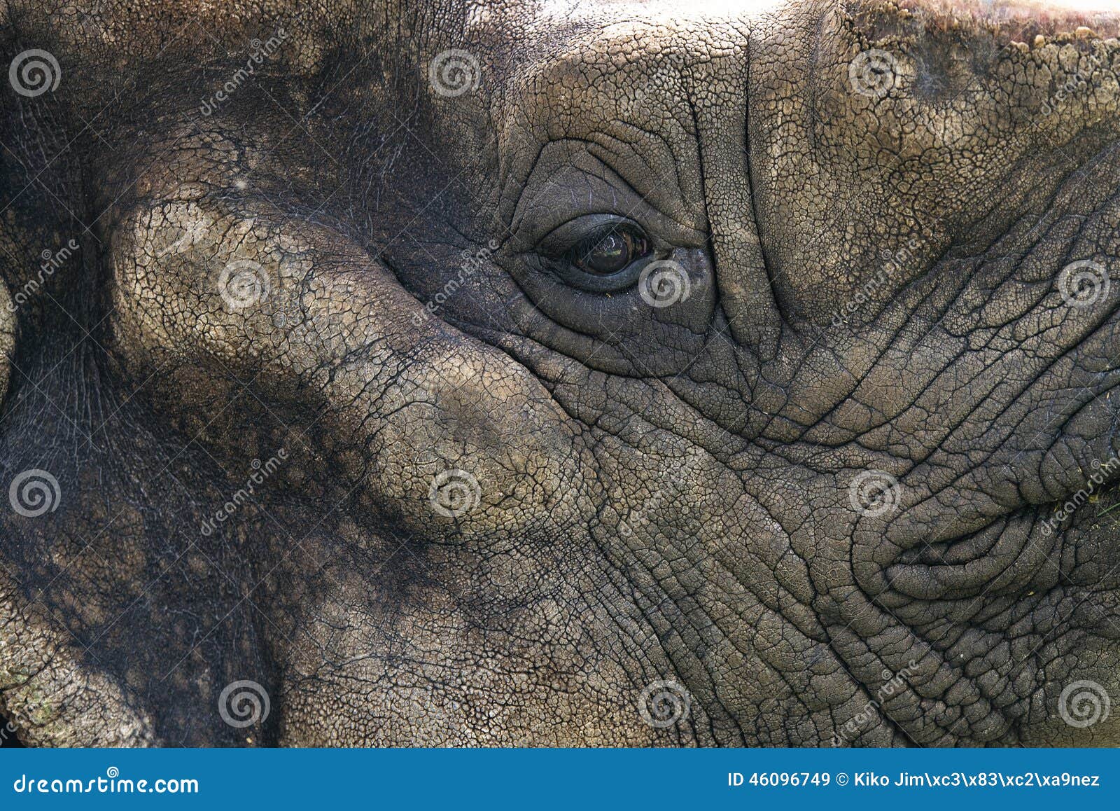 eye rhino