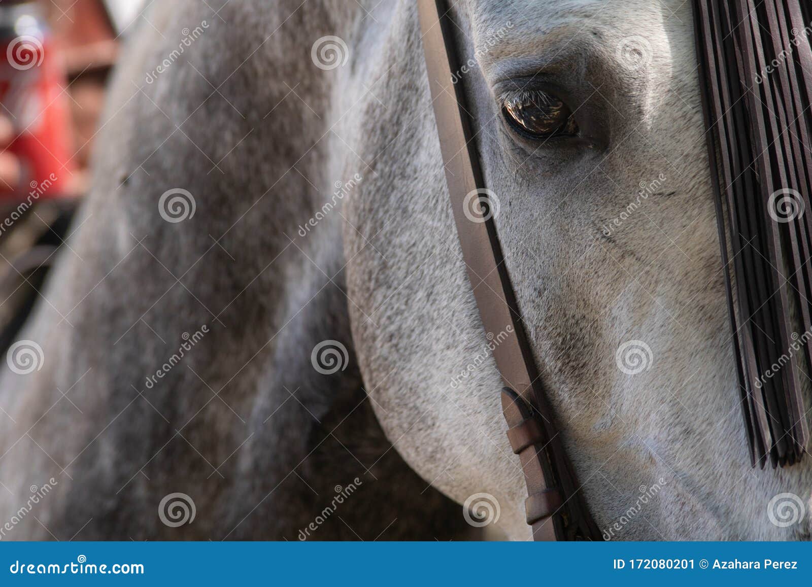 the eye of a spanish horse in doma vaquera