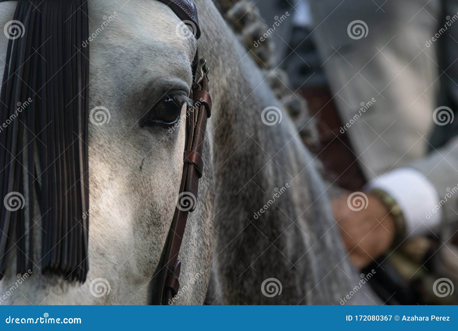 the eye of a spanish horse in doma vaquera