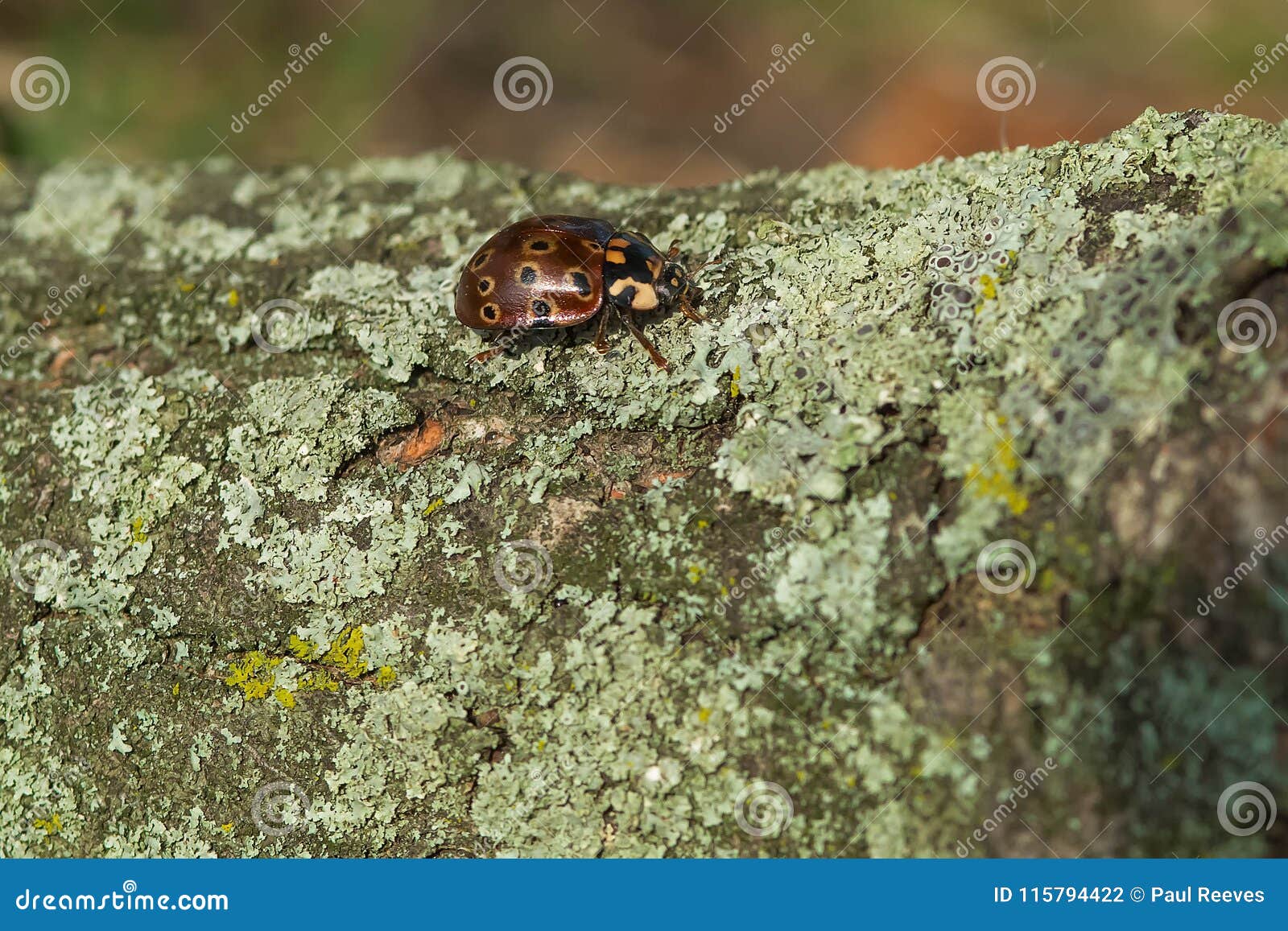 eye-spotted lady beetle - anatis mali