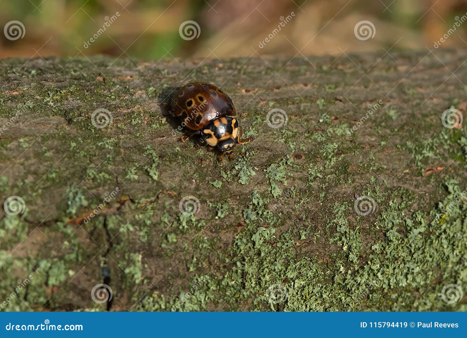 eye-spotted lady beetle - anatis mali