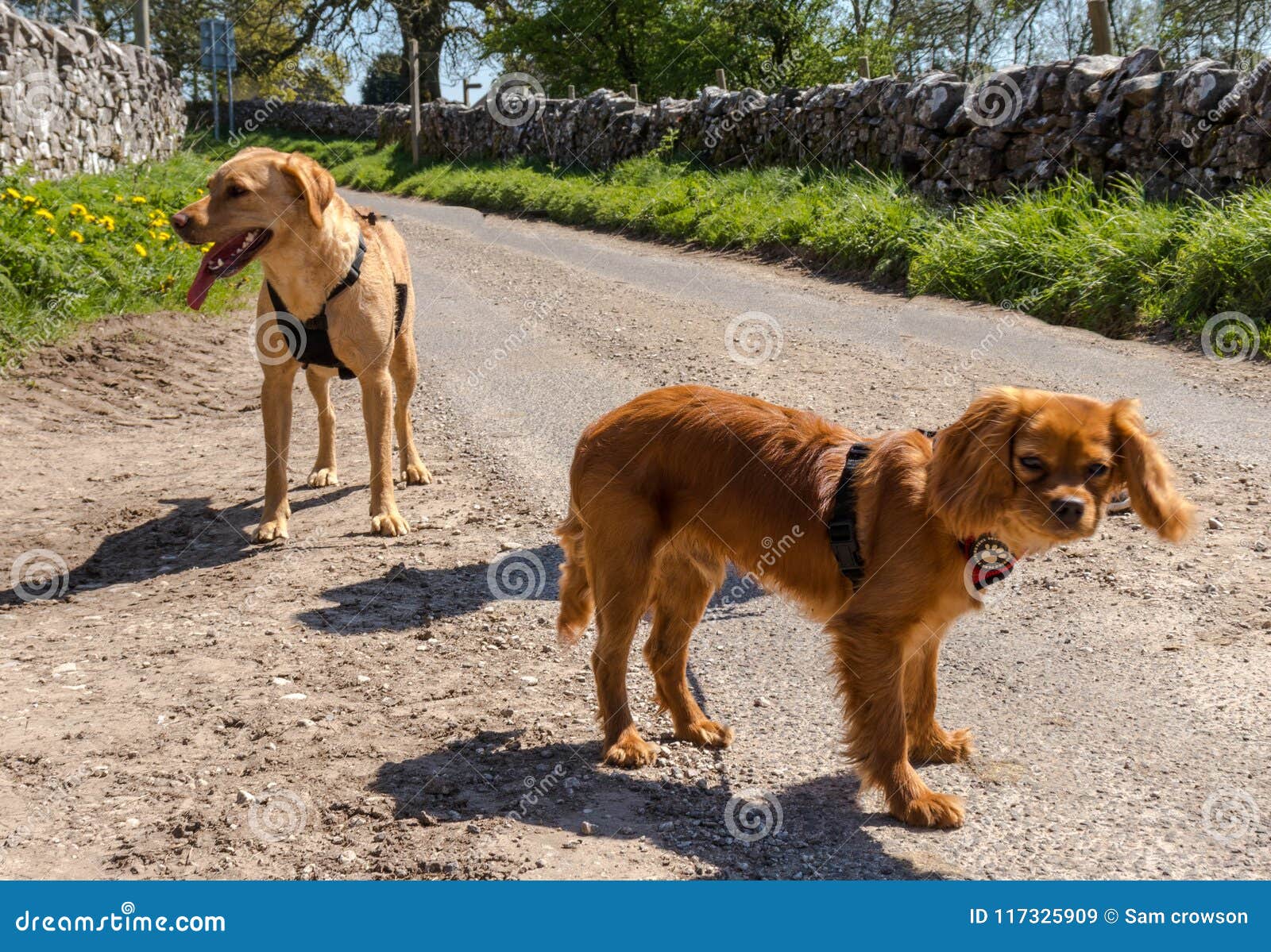 group of dogs