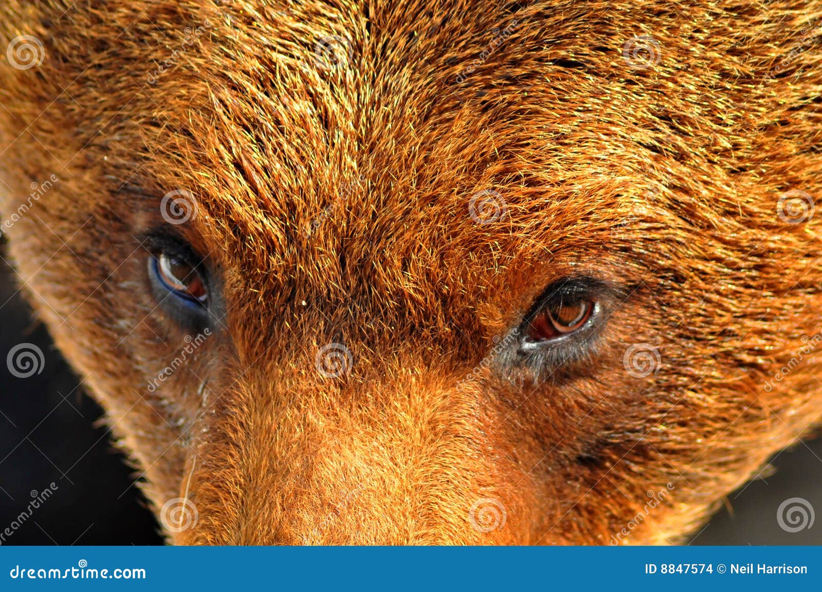 Eye To Eye with a Large Brown Bear Stock Photo Image of brown, ears